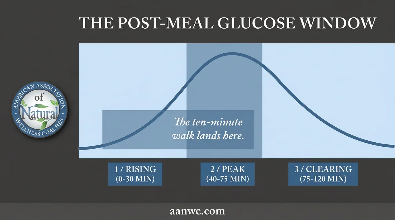 Three-stage infographic of the post-meal glucose window placing the ten-minute walk at the rising peak of the curve.